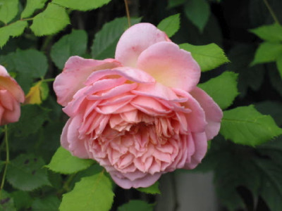J_C_am_Verbluehen_08.jpg