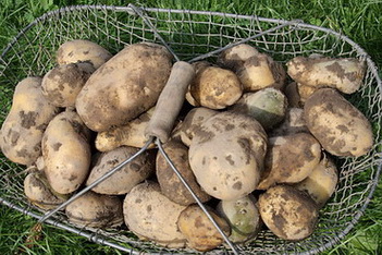 Kartoffeln.jpg