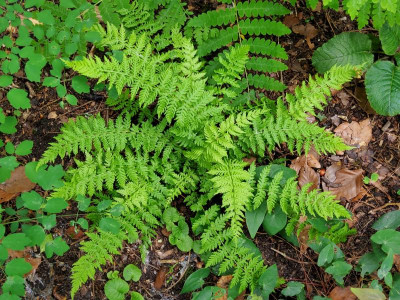 Woodsia fragilis.jpg