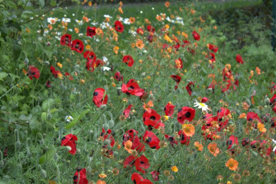 Mohn.jpg