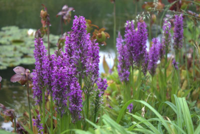 Dactylorhiza (1).jpg