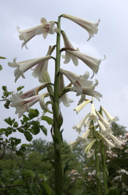 Cardiocrinum.jpg