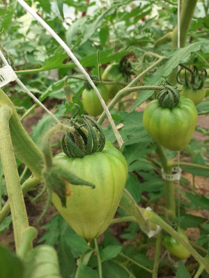 Tomaten.jpg