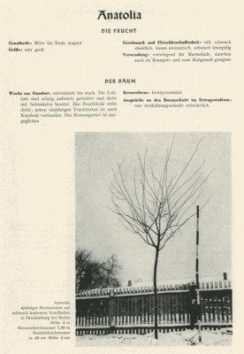 Anatolia-Kirschpflaume_DtObstsorten1956_Blatt1.png