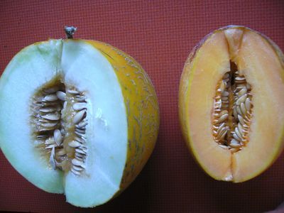 Melone_Kolchosbauer__Ananas.jpg