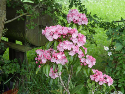 2024-05-30 Kalmia 'Pinkobello'.jpg