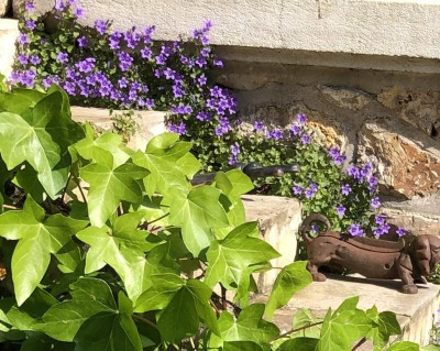 IMG_3716.jpeg