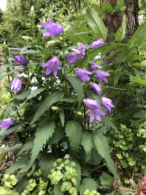 IMG_4070.jpeg