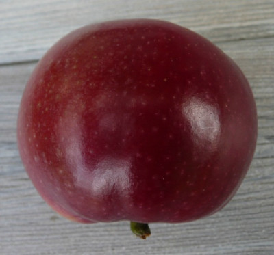 apfel_2.jpg