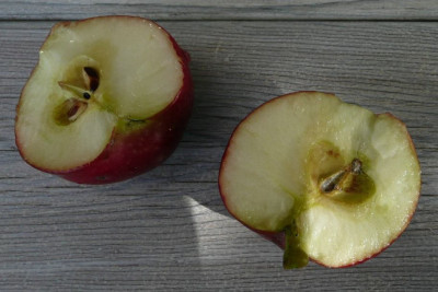 apfel_3.jpg