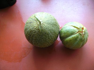 verletzte_Melonen.jpg