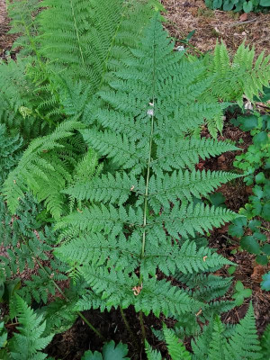 Dryopteris dilatata.jpg