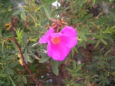 August_08_Rosa_foliolosa_Bluete_Kopie.jpg