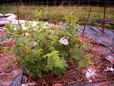 August_08_Rosa_manca_Kopie.jpg