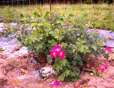 August_08_Rosa_arkansana_Kopie.jpg