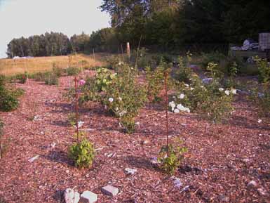 August_08_Remontantbeet_2_Kopie.jpg