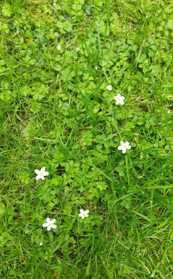 20240605_103104 Ellisiophyllum pinnatum.jpg