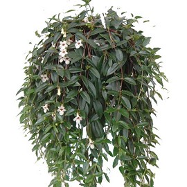 codonanthe-bourgoin.jpg