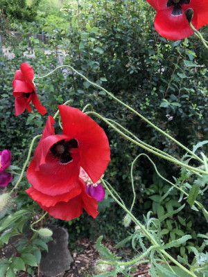 IMG_4082.jpeg