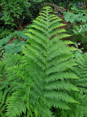 Athyrium filix-femina.jpg