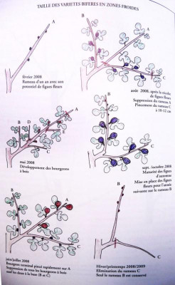 Baud-Bifere-kl.jpg