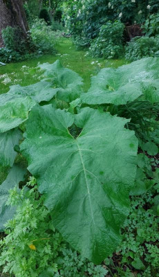 20240529_200553 Arctium tomentosum.jpg