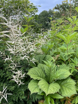 Rodgersia Aruncus Filipendula Juni 2024.jpg