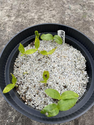Magnolia macrophylla ashei Germination Juni 2024.jpg