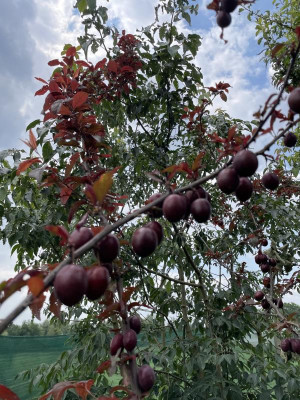 Prunus cerasifera Hollywood Juni 2024.jpg