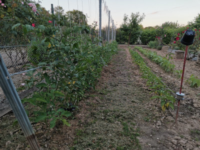 Tomaten 17 20240606.jpeg