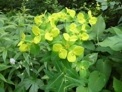 Euphorbia Goldener Turm.JPG