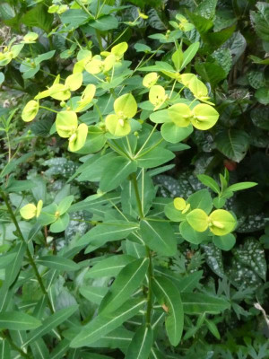 Euphorbia wallichii.JPG