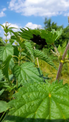 IMG-20240607-WA0021.jpeg
