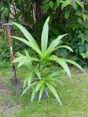 2024-06-07 Crinum moorei 'Alba'.jpg