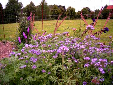 August_08_asiat_Reihe_Phacelia_Kopie.jpg