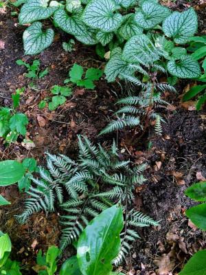 Athyrium iseanum Cristatum x A. nip. Purple Garden.jpg
