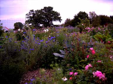 August_08_asiat_Reihe_Kornblumen_2_Kopie.jpg