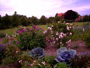 August_08_asiat_Reihe_Dahlie_u_Rose_Kopie.jpg