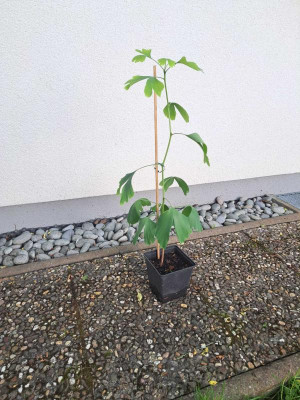 Ginkgo.jpg
