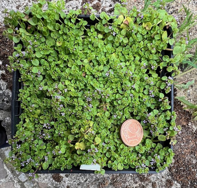 2024-06-03 Mentha requienii.jpg