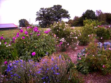 August_08_asiat_Reihe_Kornblumen_Kopie.jpg