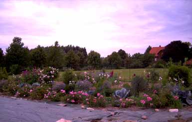 August_08_asiat_Reihe_rosa_Polyanthas_Kopie.jpg
