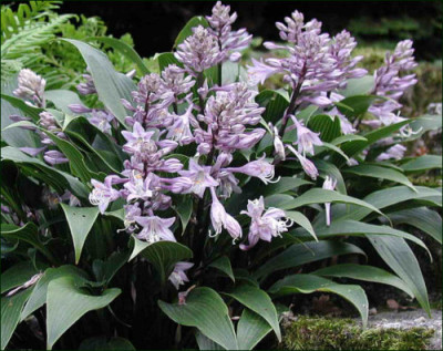 H.tardiflora.jpg