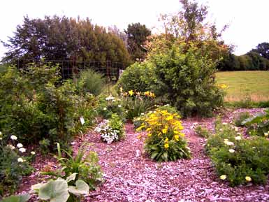August_08_gelber_Bereich_mit_Bibernells_Kopie.jpg