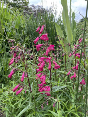 Penstemon Andenken an Friedrich Hahn Juni 2024.jpg