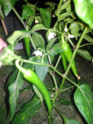 IMG_20240607_222835.jpg