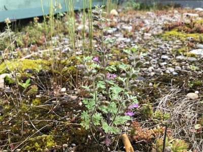 Euphrasia_ID.jpeg