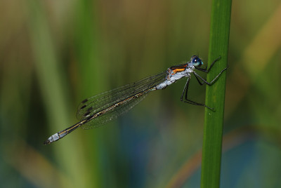 libelle_am_teich_01.jpg