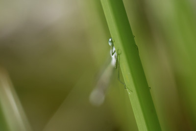 libelle_am_teich_02.jpg