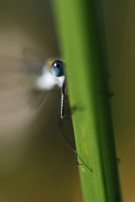 libelle_am_teich_03.jpg